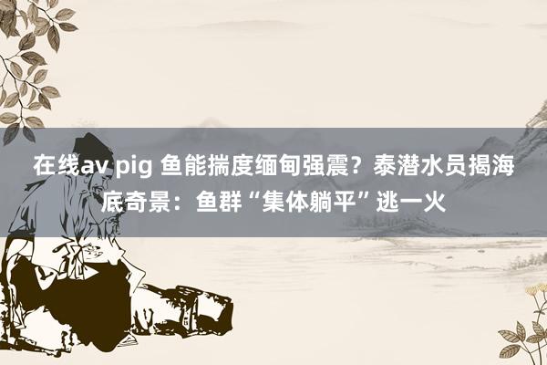在线av pig 鱼能揣度缅甸强震？泰潜水员揭海底奇景：鱼群“集体躺平”逃一火